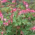 Dicentra spectabilis