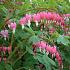 Dicentra spectabilis