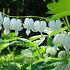 Dicentra spectabilis 'Alba'