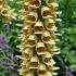 Digitalis ferr. 'Gelber Herold'