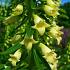 Digitalis lutea