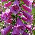 Digitalis purpurea