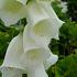 Digitalis purp. 'Alba'