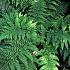 Dryopteris dilatata