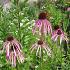 Echinacea pallida