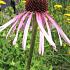 Echinacea pallida