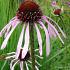 Echinacea pallida