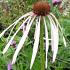 Echinacea pal. 'Hula Dancer'