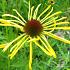 Echinacea paradoxa