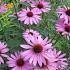 Echinacea purpurea