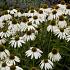 Echinacea p. 'Baby Swan White'