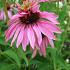 Echinacea p. 'Double-Decker'