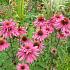 Echinacea p. 'Double-Decker'