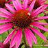 Echinacea p. 'Pica Bella'