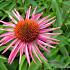 Echinacea p. 'Pica Bella'