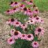 Echinacea purp. 'Prairie Splendor'