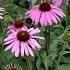 Echinacea purp. 'Prairie Splendor'