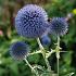 Echinops bannaticus 'Taplow Blue'