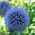 Echinops ritro 'Veitch's Blue'