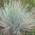 Elymus magellanicus