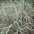 Elymus magellanicus