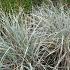 Elymus magellanicus