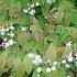 Epimedium grandiflorum