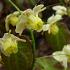 Epimedium versicolor 'Sulphureum'