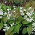 Epimedium y. 'Niveum'