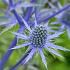 Eryngium planum