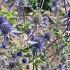 Eryngium planum 'Blauer Zwerg'