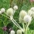 Eryngium yuccifolium