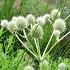 Eryngium yuccifolium