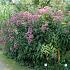 Eupatorium mac. 'Atropurpureum'