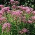 Eupatorium mac. 'Purple Bush'