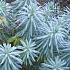 Euphorbia characias wulfenii