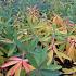 Euphorbia griffithii 'Fireglow'