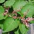 Fallopia japonica compacta