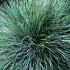 Festuca glauca 'Elijah Blue'