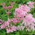 Filipendula rubra 'Venusta'