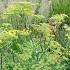 Foeniculum vulgare 'Giant Bronze'