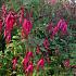 Fuchsia magell. gracilis