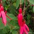 Fuchsia magell. gracilis