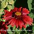 Gaillardia 'Burgunder'