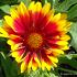 Gaillardia 'Kobold'