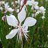 Gaura lindh. 'Whirling Butterflies'