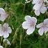 Geranium clarkei 'Kashmir White'