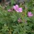 Geranium endressii