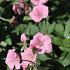 Geranium endressii 'Wargrave Pink'