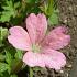 Geranium endressii 'Wargrave Pink'